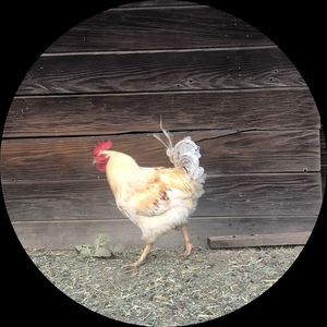 Meet your Posher, Anika